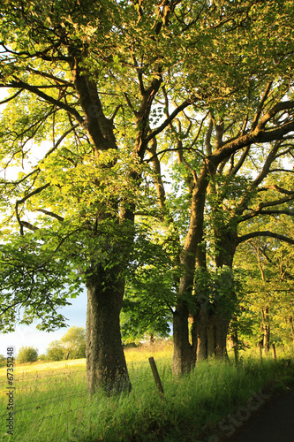 Beautiful old rural road with old oak trees