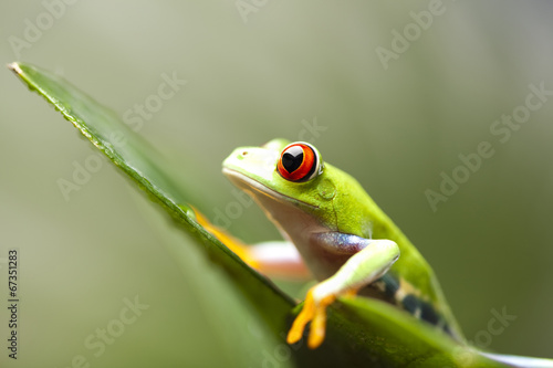 Tree frog © Sebastian Duda