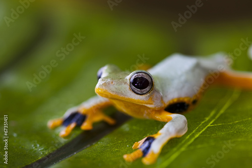 Exotic frog