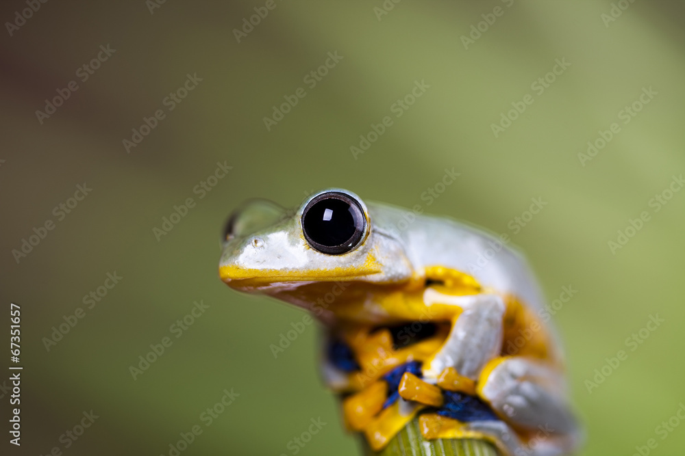 Fototapeta premium Exotic frog in indonesia
