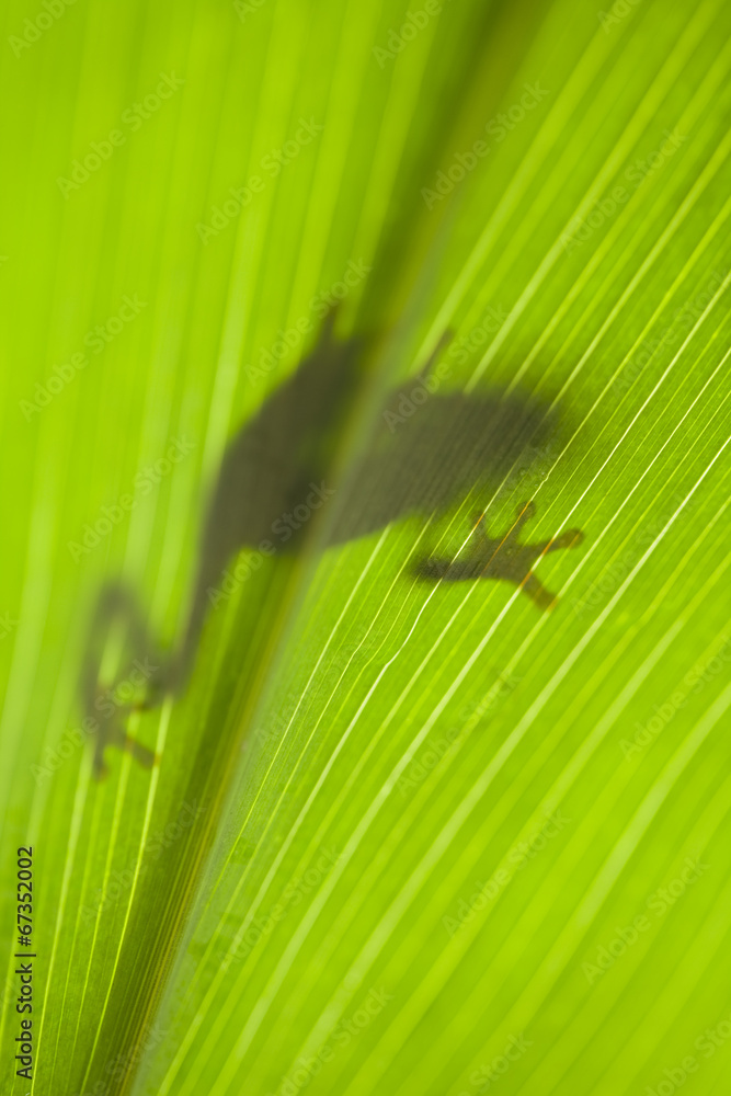 Naklejka premium Frog on the leaf