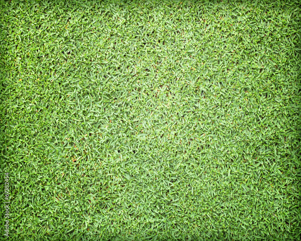 Obraz premium Lawn green