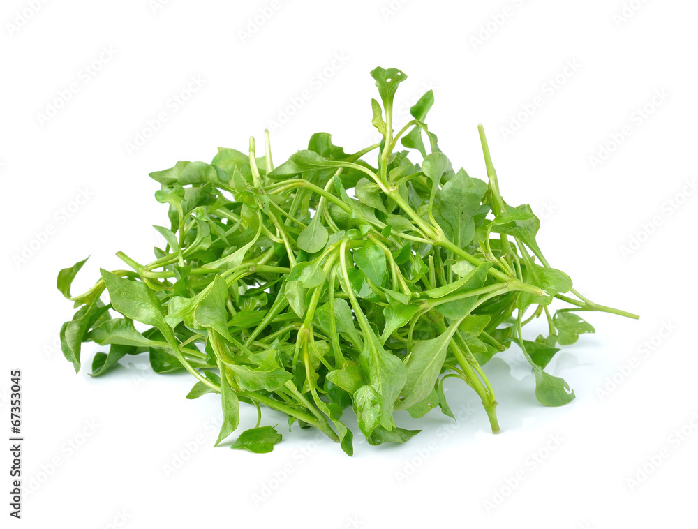Fresh Watercress isolated on white background Fresh Watercress isolated on white background