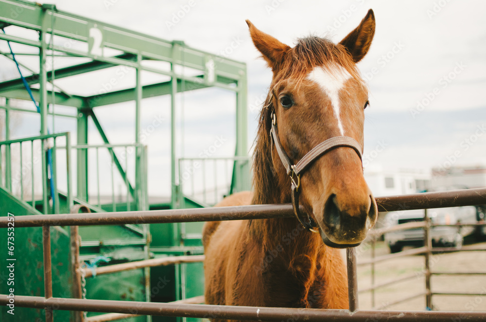 Fototapeta premium Chestnut Brown Horse in Corral