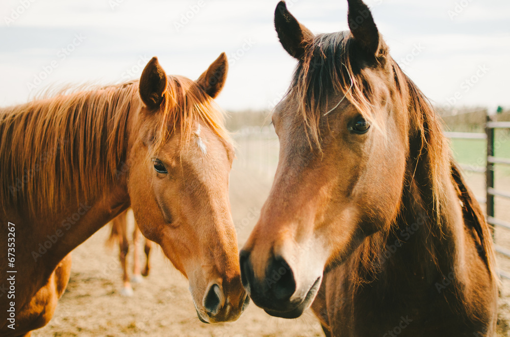 Two Chestnut Horses - obrazy, fototapety, plakaty 