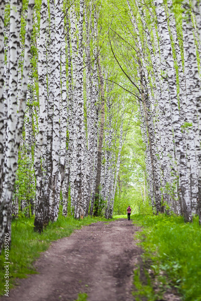 Obraz premium Birch Alley