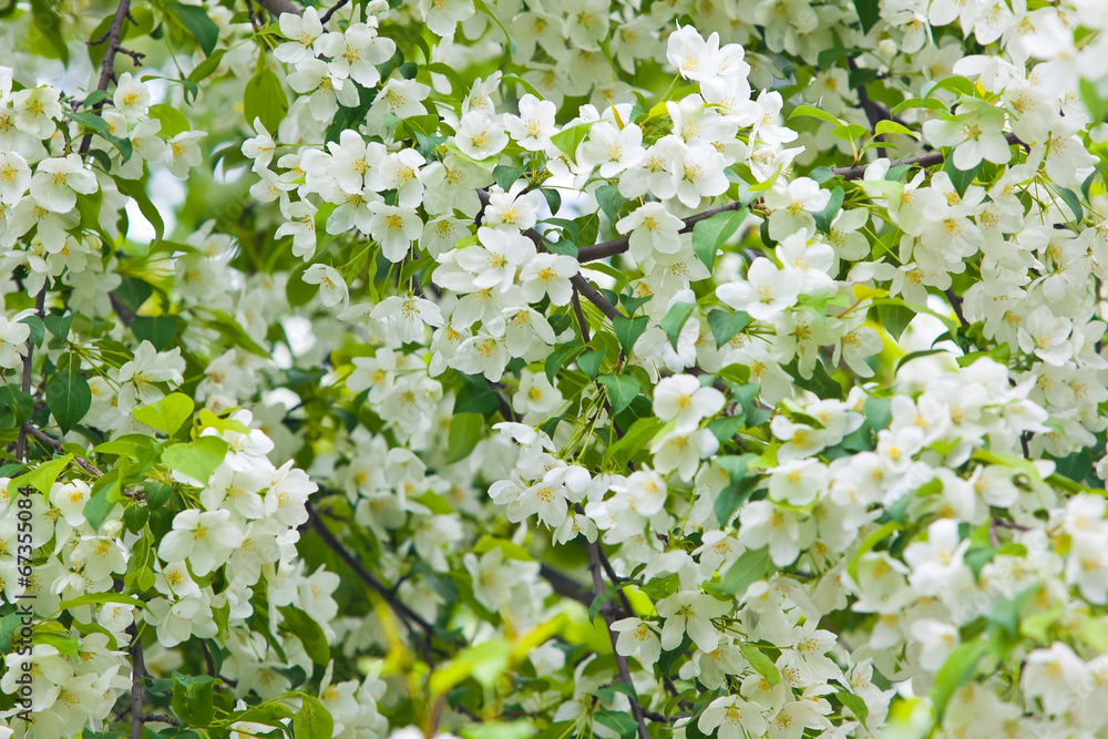 Blossoming apple branch closeup Blossoming apple branch closeup