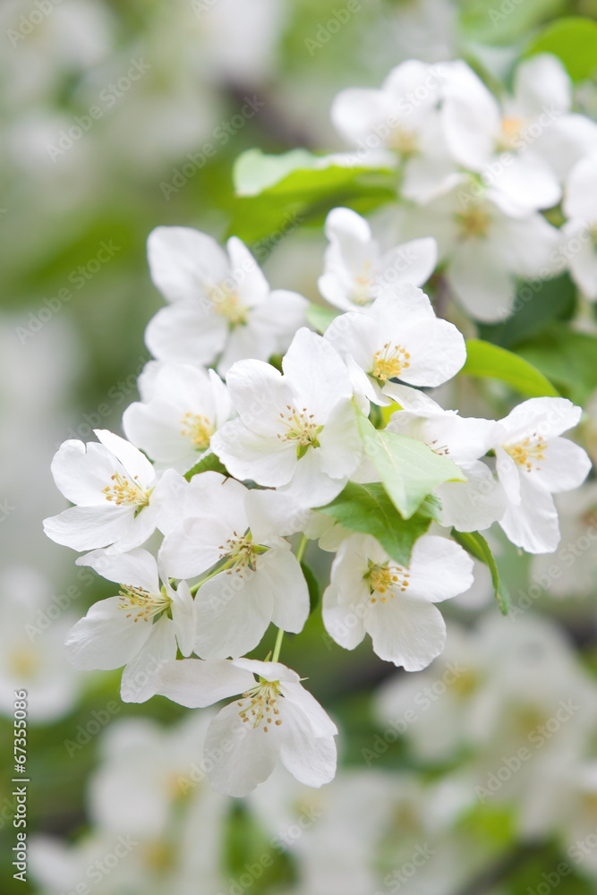 Blossoming apple branch closeup