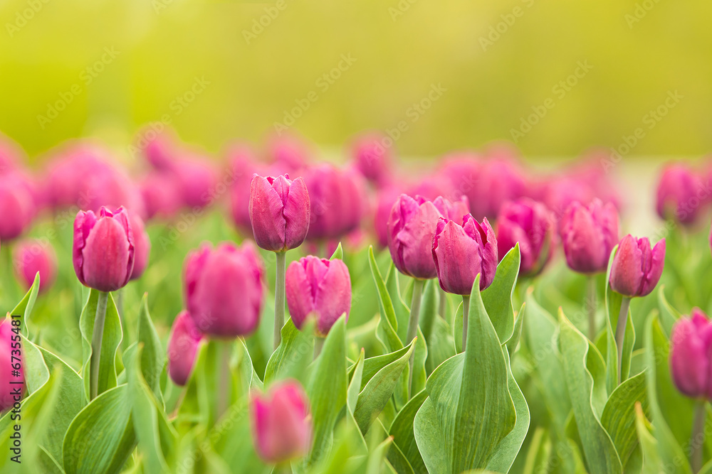 young tulips