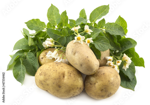 Potatoes with leaves and flowers isolated