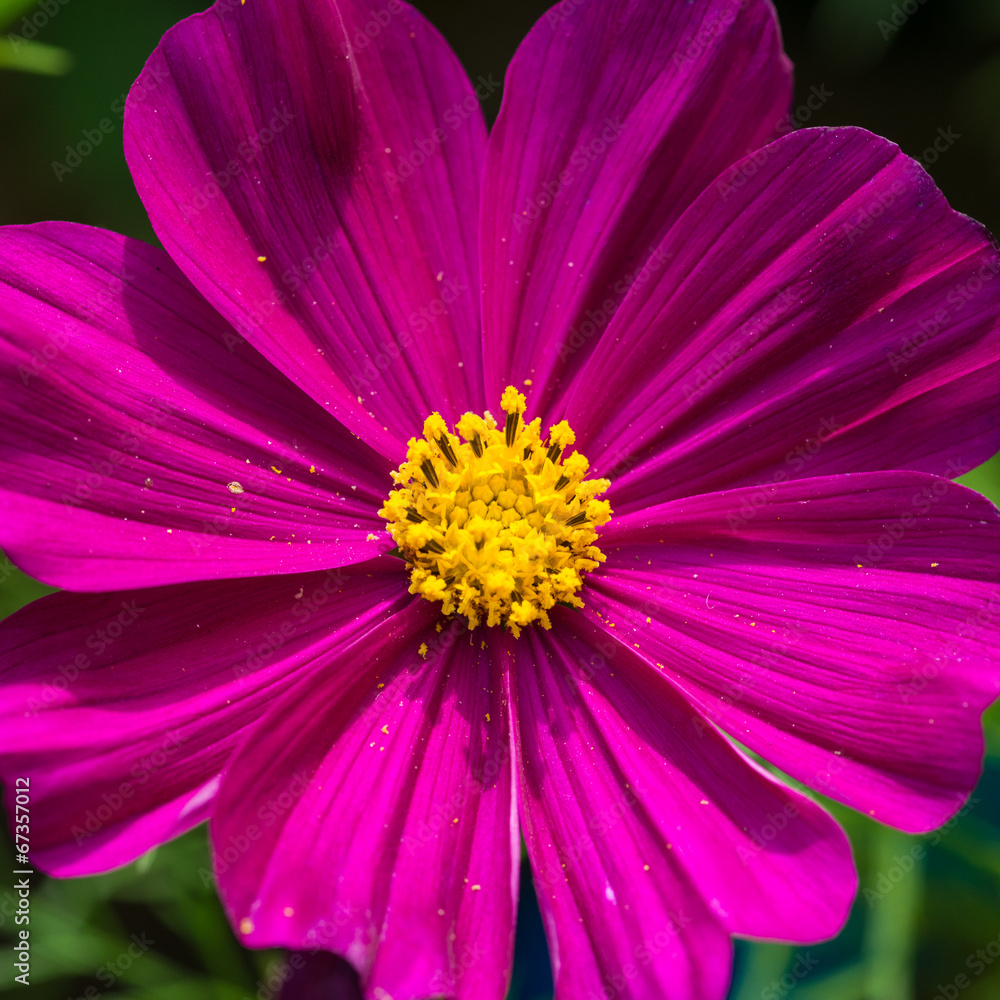 Purple Cosmos Purple Cosmos