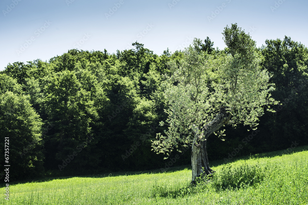 Fototapeta premium Olive trees in Italy