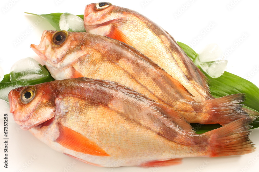 メバル　生魚　和食食材
