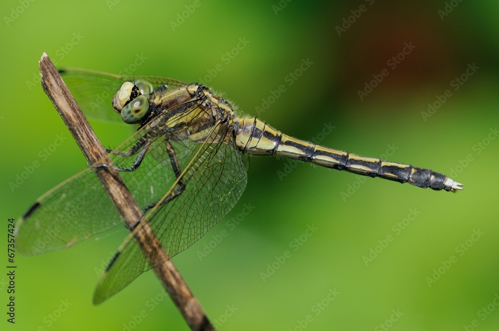 Orthetrum albistylum,female Orthetrum albistylum,female