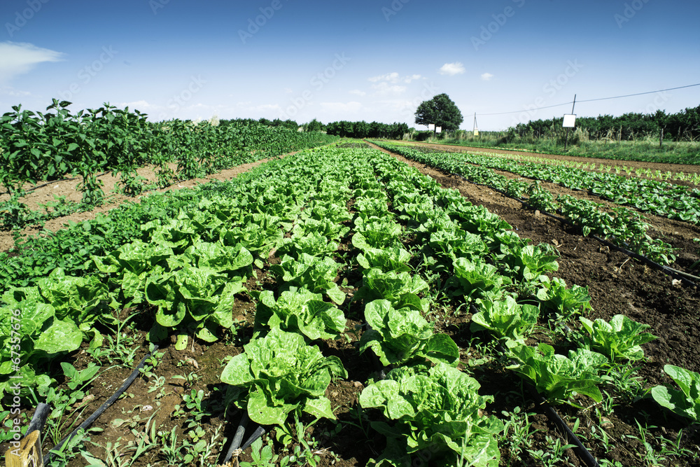 Plantations with lettuce
