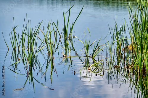 Greylake Nature Reserve