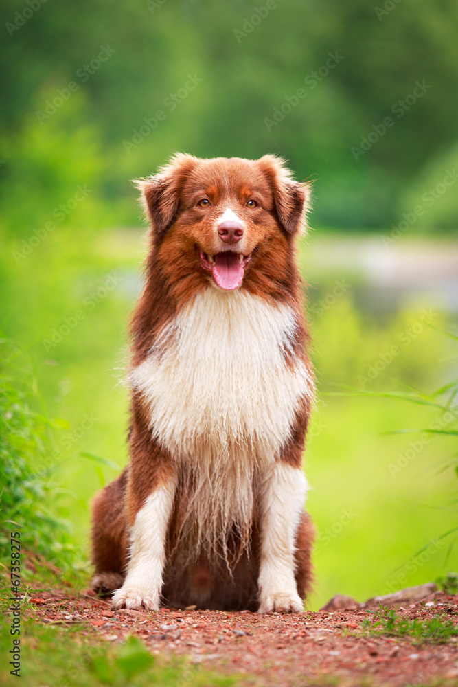 Australian shepherd dog