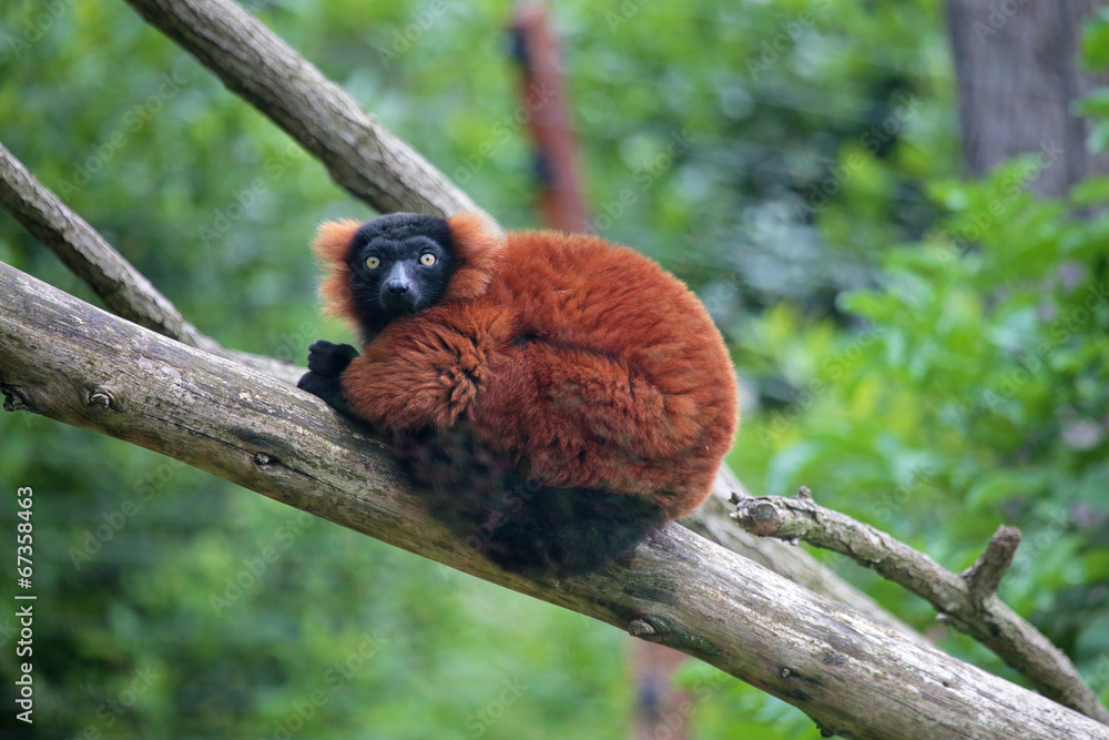 Obraz premium Red ruffed lemur on a tree