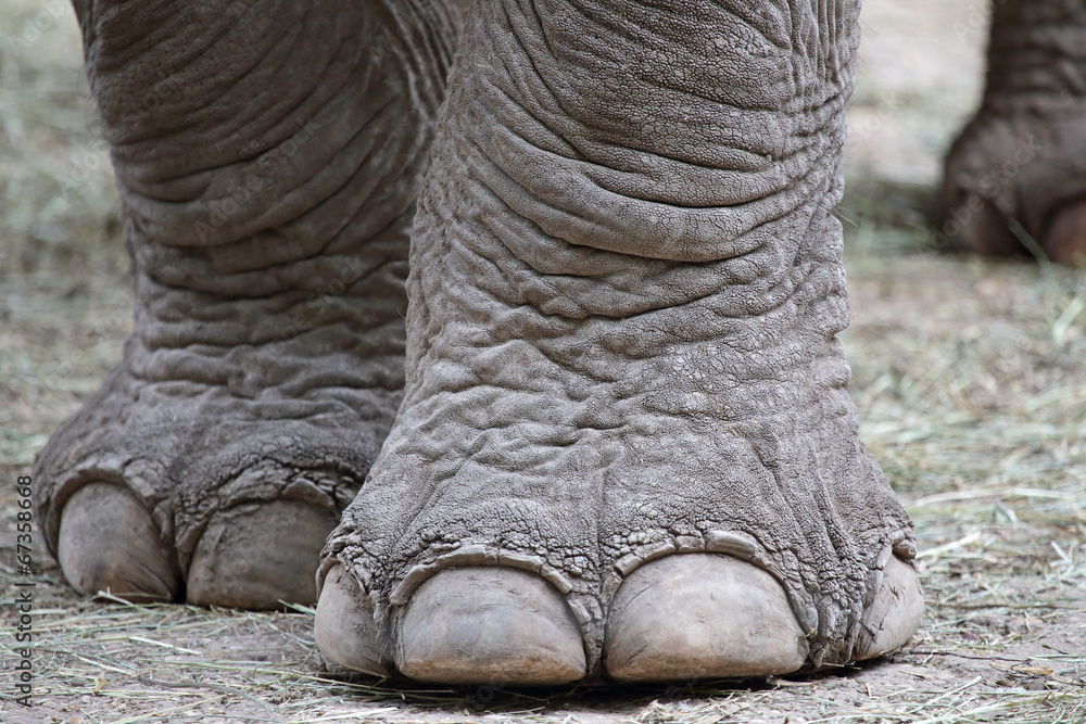 Fototapeta premium Zbliżenie stóp słonia