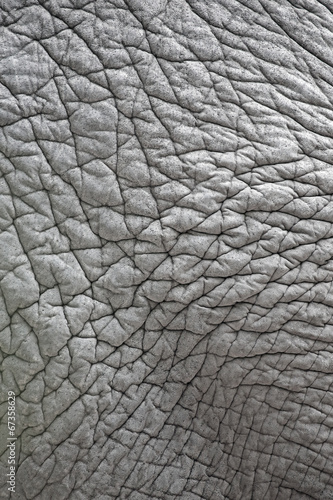 Closeup of elephant skin