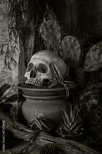 Still life with a human skull with desert plants.