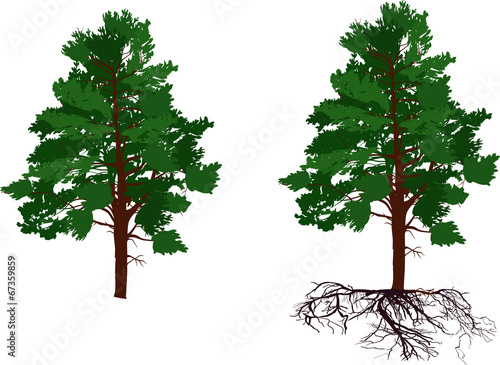 green pine tree with and without root on white