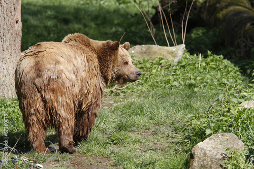 Braunbär