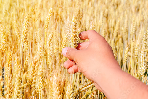 wheat drought