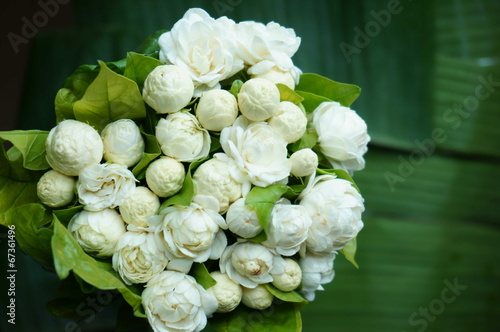 Fototapeta Naklejka Na Ścianę i Meble -  Beautiful White Jasmine Flowers bouquet