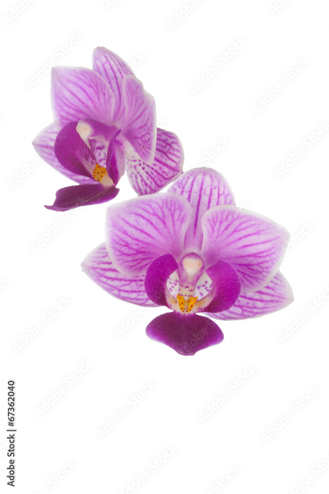 Two pink orchids on a white background