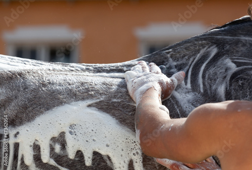  groom on a stable washes a horse with foam photo