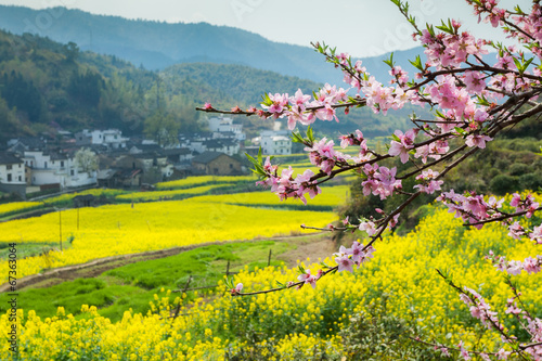 Rape flowers and Chinese ancient buildings in Wuyuan, China photo