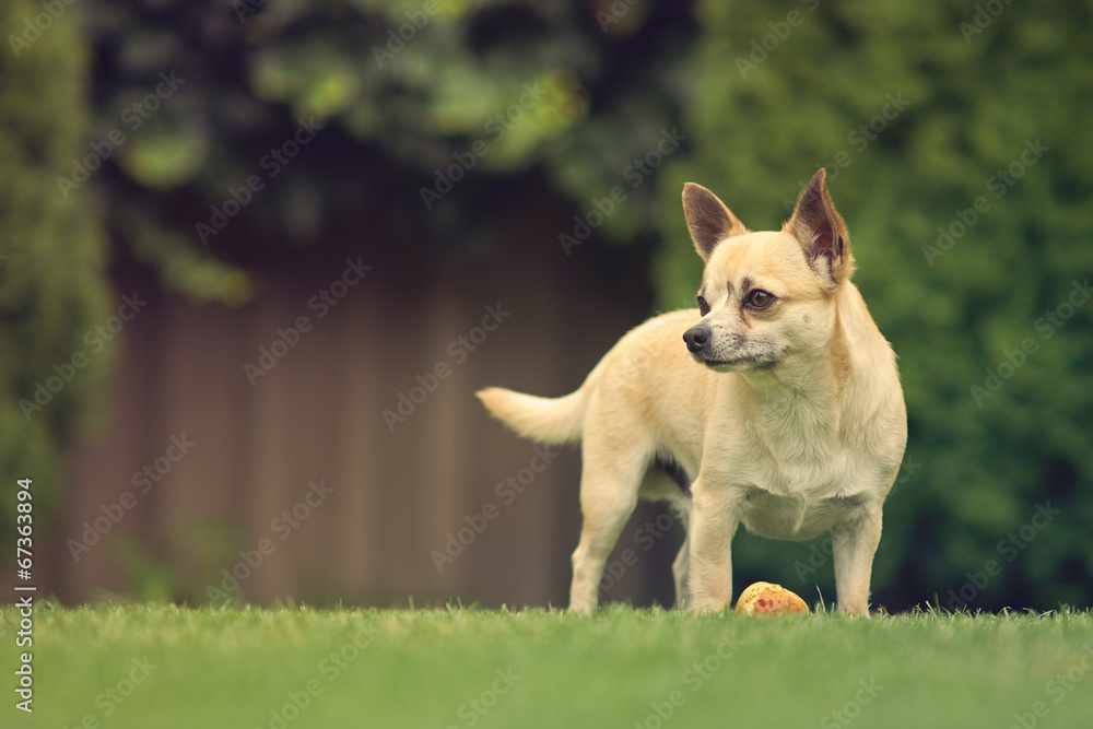 Chihuahua Chihuahua