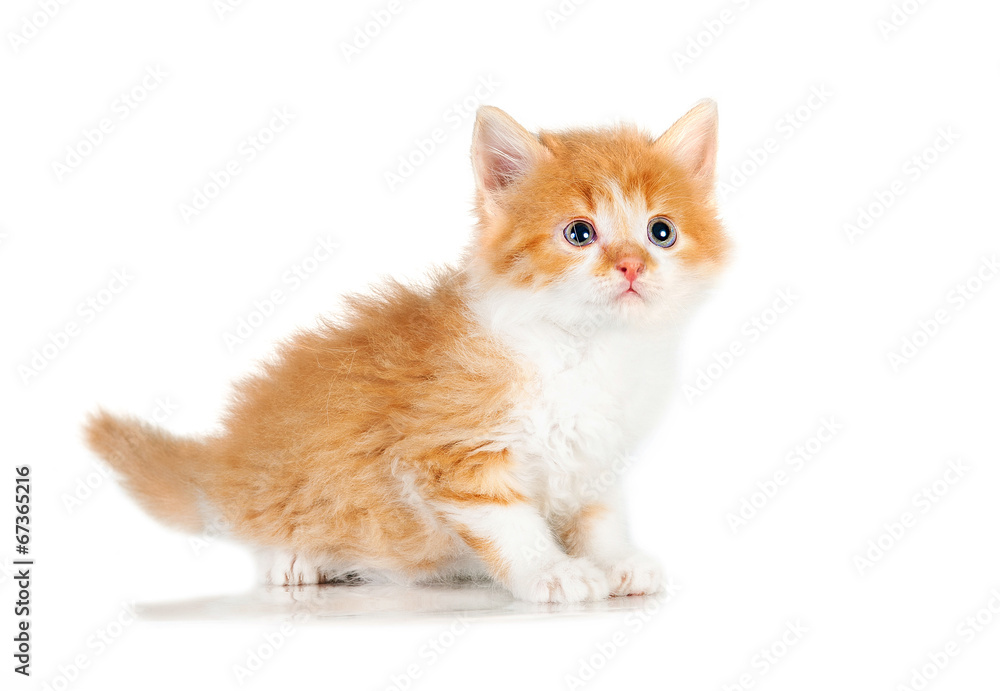 Sweet little red kitten with blue eyes Sweet little red kitten with blue eyes