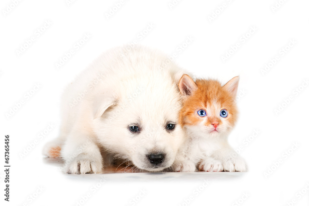 Samoyed puppy with little red kitten with blue eyes