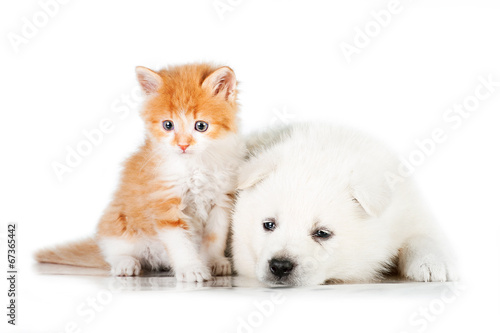 Samoyed puppy with little red kitten with blue eyes
