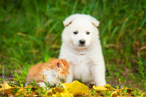 Samoyed puppy with little red kitten outdoors