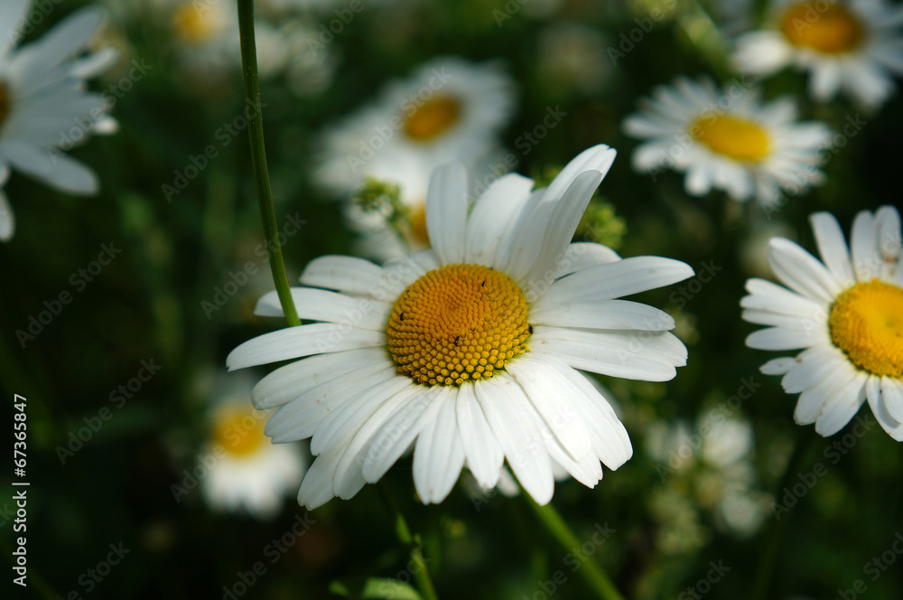 Fototapeta premium ромашки