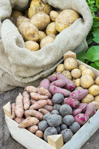 Potato varieties