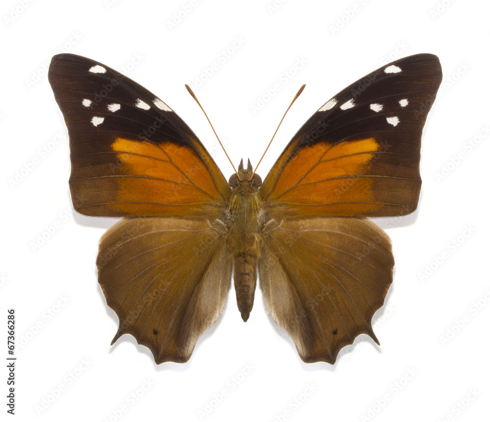 Obraz premium Historis acheronta FABRICIUS