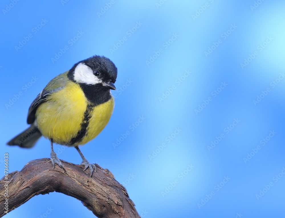 Fototapeta premium Great tit with blue background.