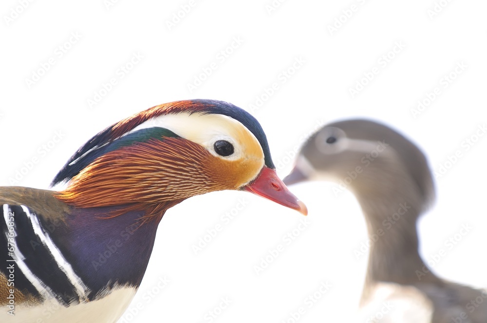 Mandarin duck, Aix galericulata. Mandarin duck, Aix galericulata.