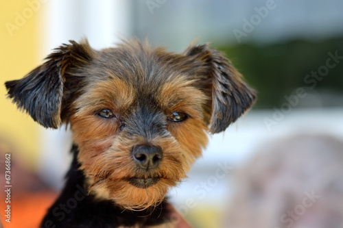 Hundekopf - Yorkshire Terrier photo