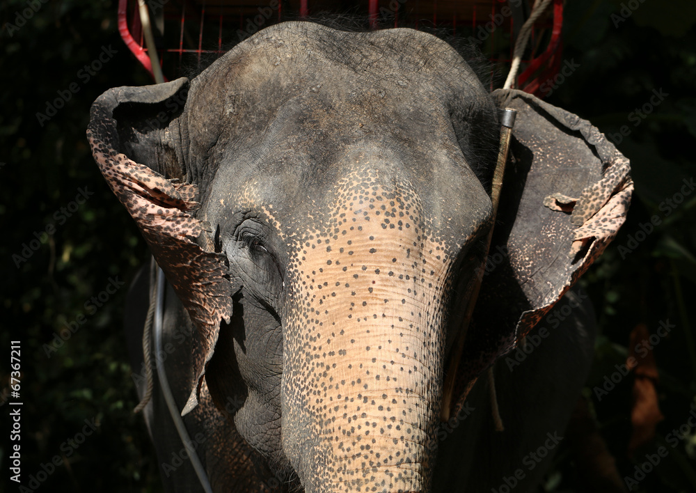 Fototapeta premium portrait of an elephant
