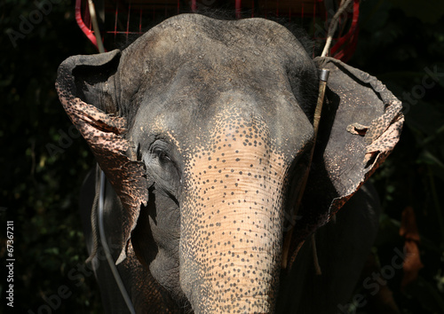Wall Mural portrait of an elephant