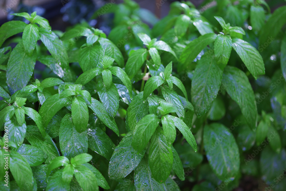 Peppermint plant Peppermint plant