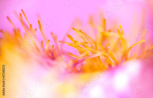 abstract floral pink background closeup