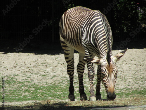 Zebra photo