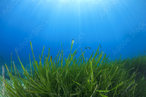 Seaweed underwater © Richard Carey