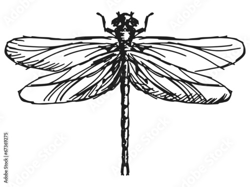 dragonfly